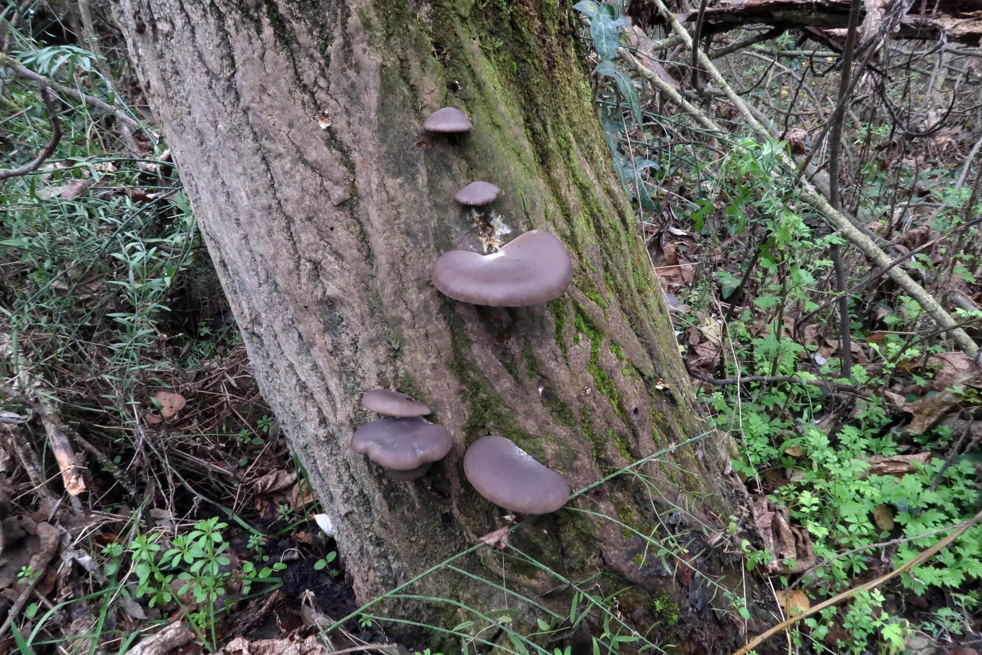 Pleurotus ostreatus - 1 - IMG_2650
